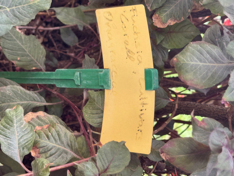L'image montre les feuilles et les tiges d'un fuchsia. Une étiquette de plante jaune l'identifie comme un cultivar de Fuchsia.