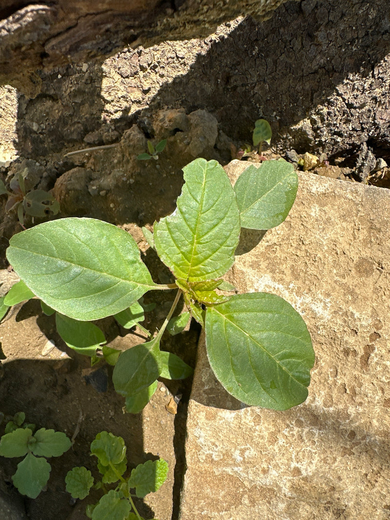 Sétaire (amarante) — Bild 1