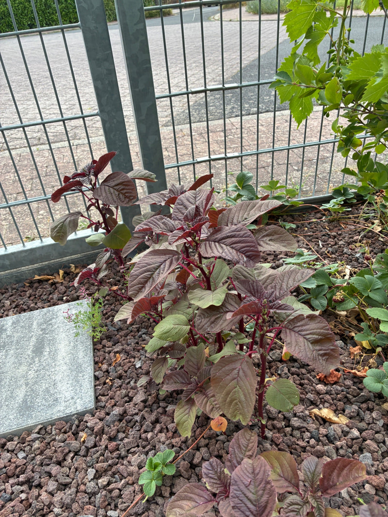 Sétaire (amarante) — photo 1 sur 7