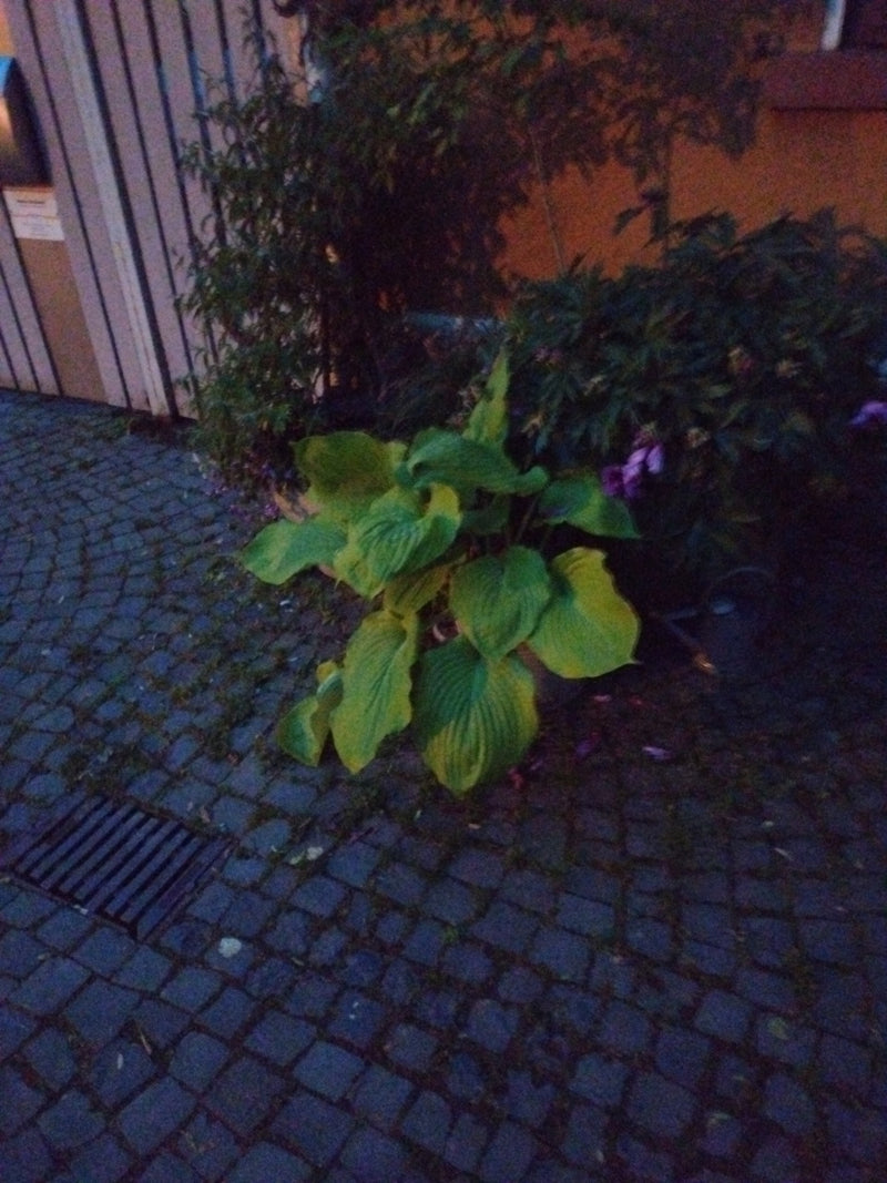 Froussard — Bild 2