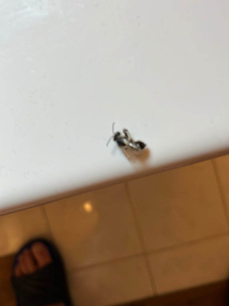 abeille des sillons — Bild 5