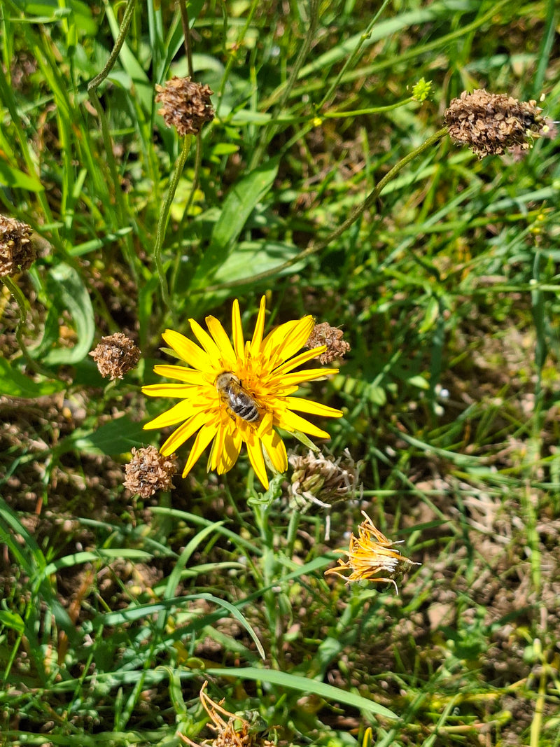 abeille des sillons — Bild 3