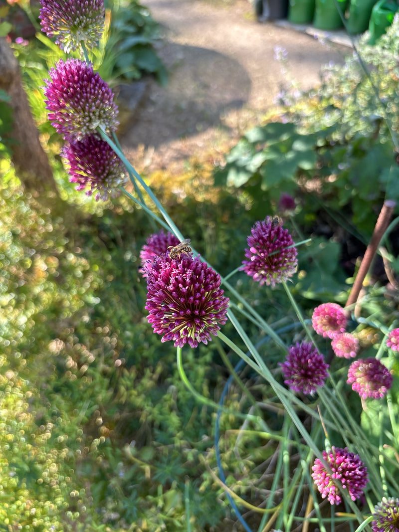 Une petite halicte est posée sur une inflorescence violette. La photo montre l'abeille vue du dessus dans un jardin.