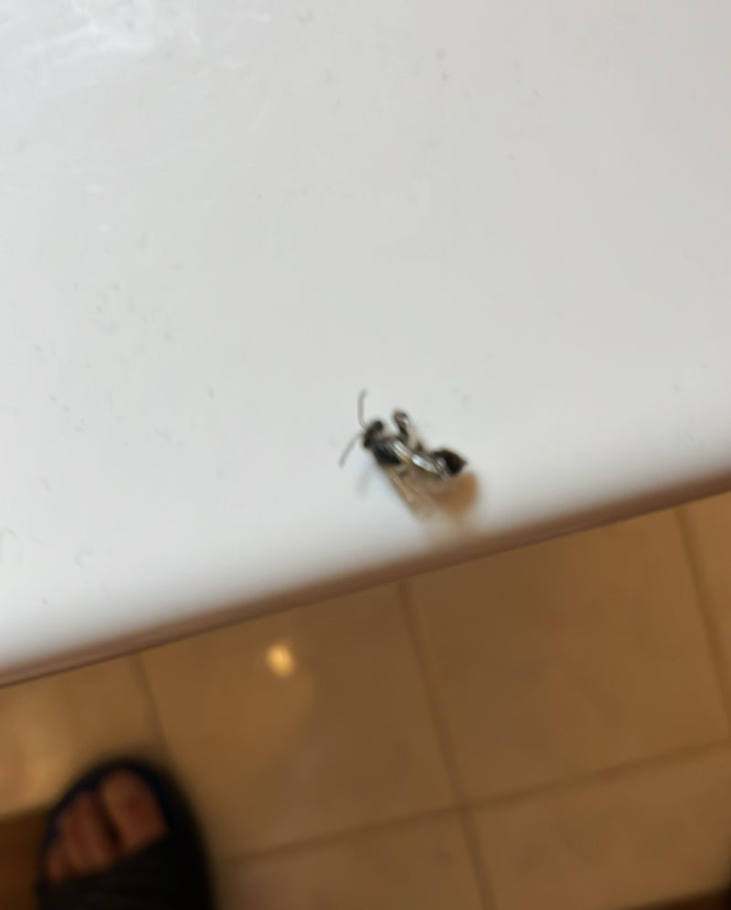 abeille des sillons — Bild 4