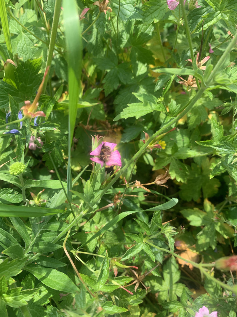 Une petite abeille des sables se trouve au centre d'une fleur rose, entourée de feuillage vert et de tiges. L'insecte est reconnaissable sur la fleur, mais a...