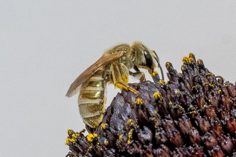 Une halicte est posée sur le cœur sombre d'une fleur et récolte du pollen jaune. La vue de profil montre l'insecte poilu en train de se nourrir.