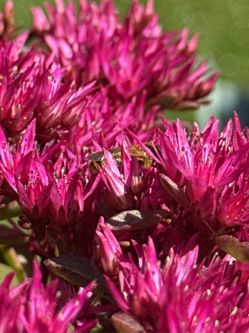 Abeilles des sillons — Bild 2