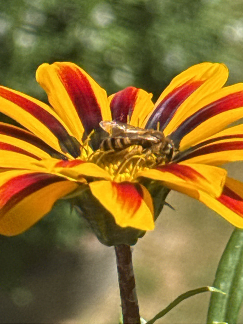 Abeilles des sillons — Bild 1