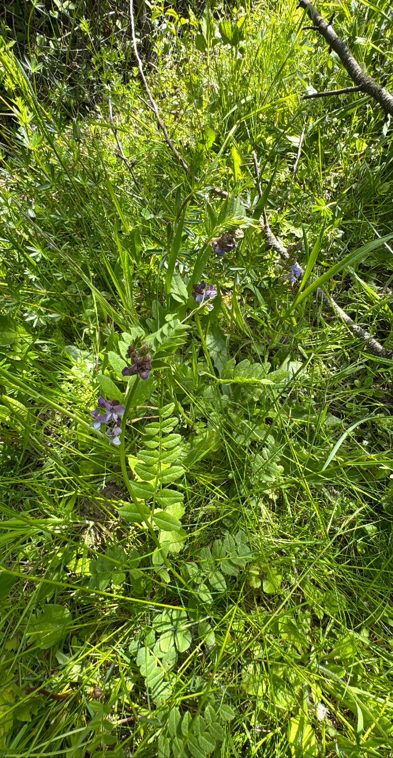 On y voit une vesce cultivée en fleurs, avec ses fleurs violettes caractéristiques et ses feuilles pennées. Elle pousse au milieu d'une prairie entourée de h...