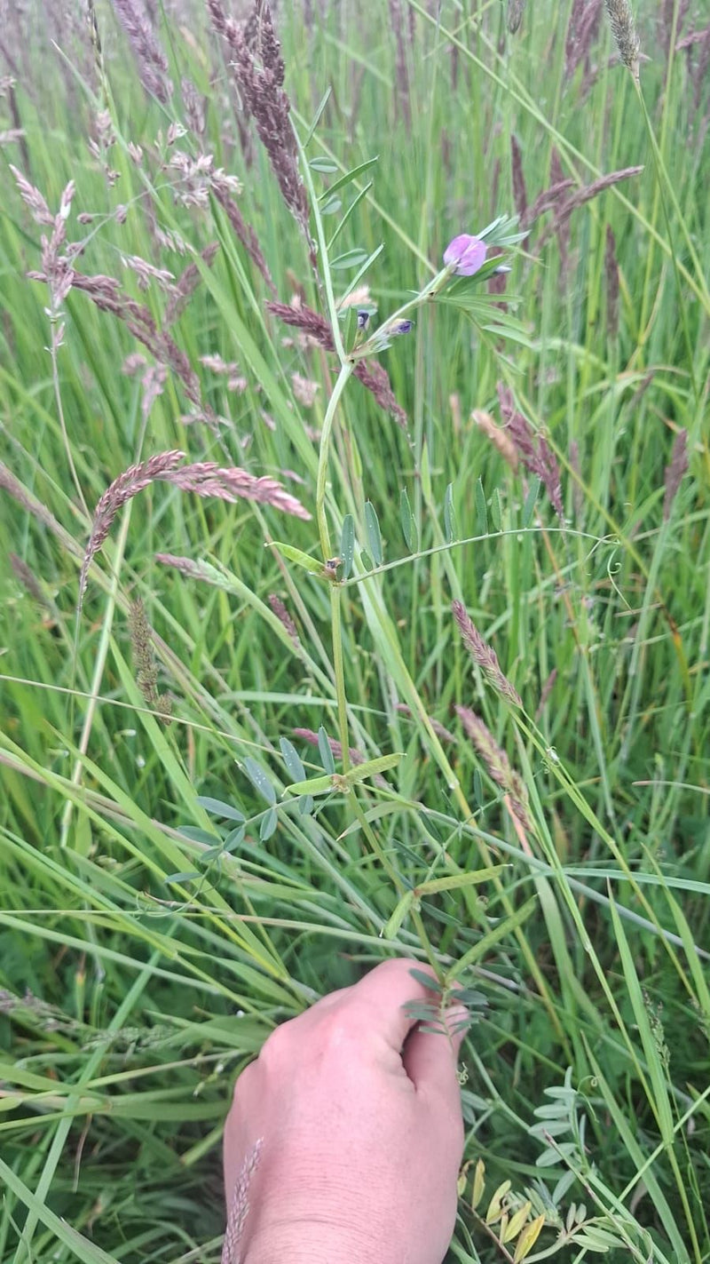 L'image montre une vesce cultivée avec ses feuilles pennées typiques, ses vrilles et une fleur rose-pourpre. Elle pousse au milieu de hautes herbes dans une ...
