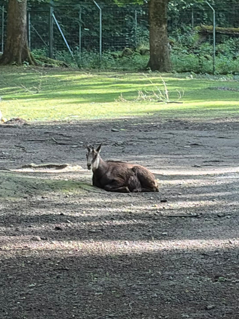 chamois — Bild 1