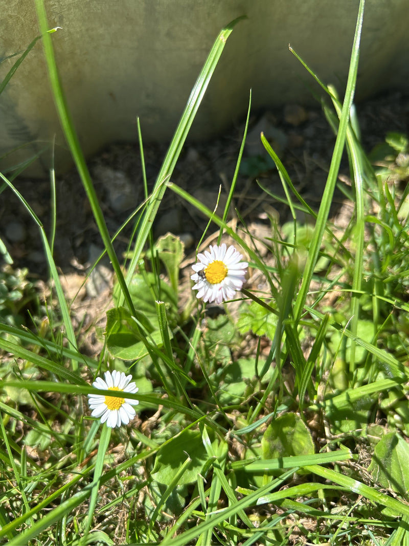 L'image montre deux pâquerettes avec des pétales blancs et un centre jaune. Elles poussent au milieu de hautes herbes dans une prairie.