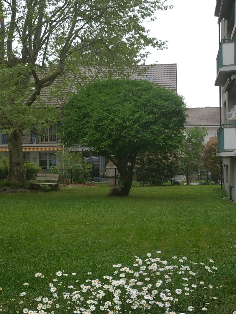 Au premier plan, de nombreuses pâquerettes fleurissent sur une pelouse verte. Des arbres et des bâtiments résidentiels sont visibles en arrière-plan.