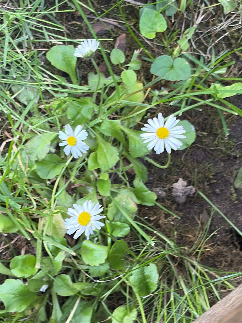 L'image montre plusieurs pâquerettes avec des pétales blancs et un centre jaune. Elles poussent dans une prairie parmi l'herbe et les feuilles vertes.