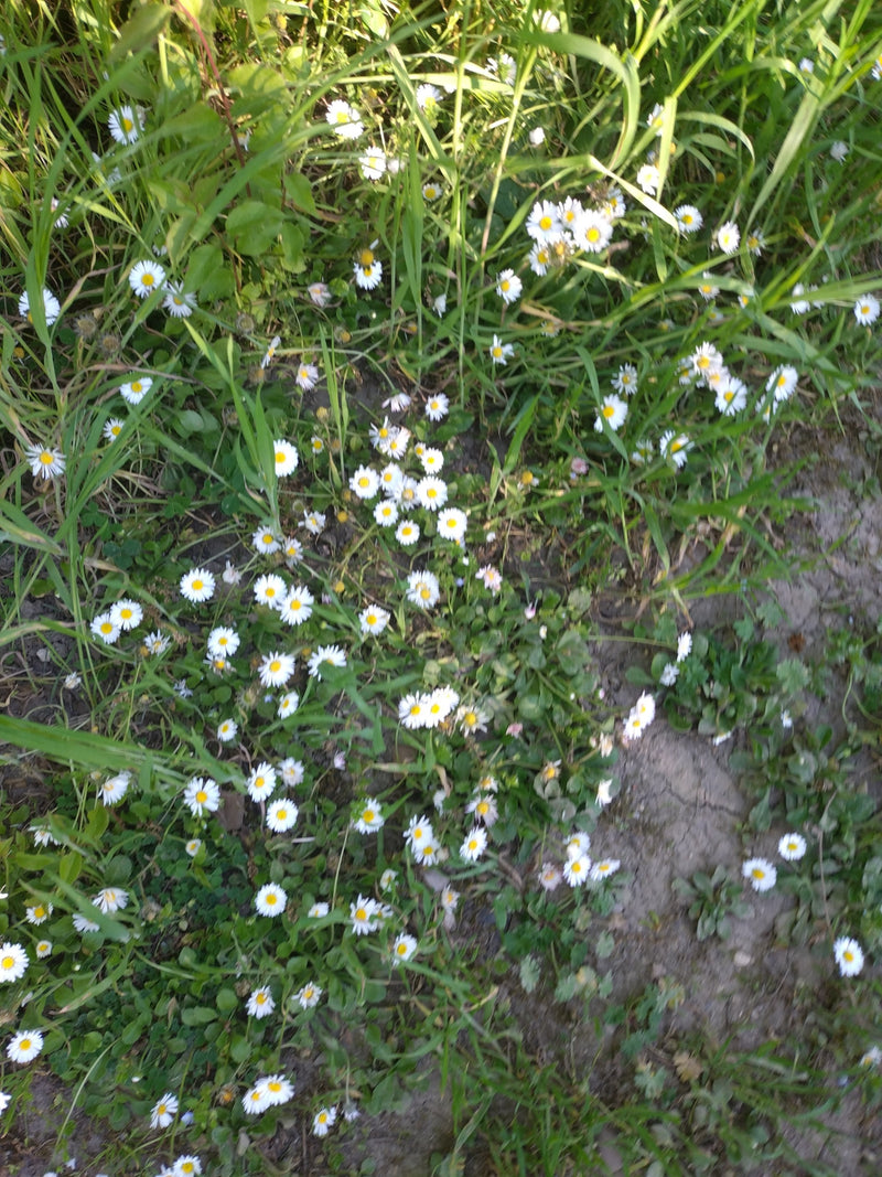 De nombreuses pâquerettes aux pétales blancs et au centre jaune fleurissent dans une prairie, entre herbe et terre. La photo montre les plantes par-dessus da...
