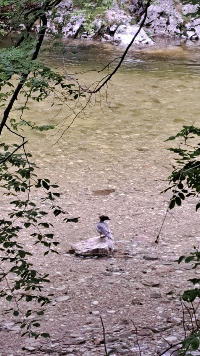 Goosander — Bild 1
