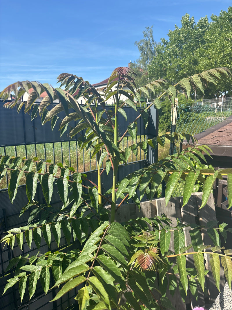 Arbre du ciel — Bild 1
