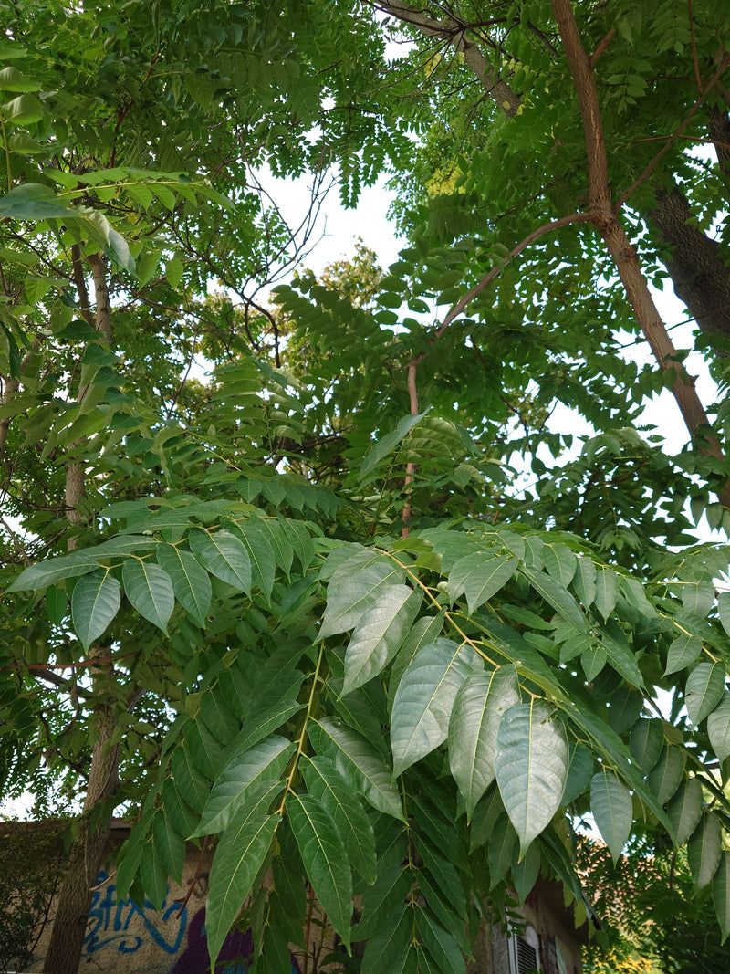 Vue en contre-plongée dans le houppier d'un ailante aux feuilles pennées denses sur fond de ciel clair.