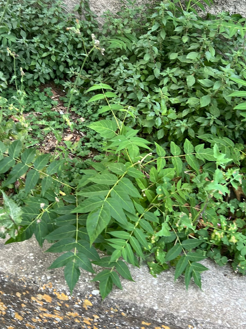 Arbre du ciel — photo 3 sur 29