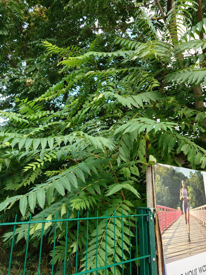 Un ailante aux longues feuilles pennées caractéristiques pousse derrière une clôture métallique verte.