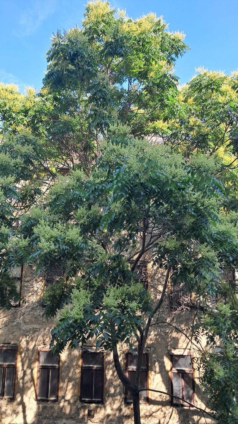 Arbre du ciel — photo 2 sur 29