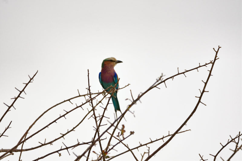 Un rollier à ventre bleu (rollier à gorge lilas) est perché sur une branche épineuse et sans feuilles sous un ciel clair.