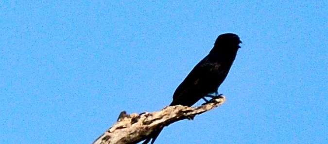 Gabelschwanzdrongo — photo 2 sur 2
