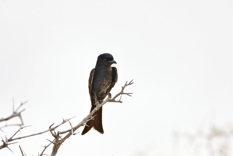 Un drongo brillant est perché sur une branche épineuse et dénudée sur un fond clair. L'oiseau noir regarde de côté avec son œil rouge distinctif.