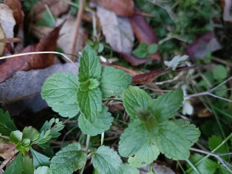 Deux pousses de véronique petit-chêne aux feuilles velues et crénelées poussent parmi des feuilles mortes et de l'herbe.