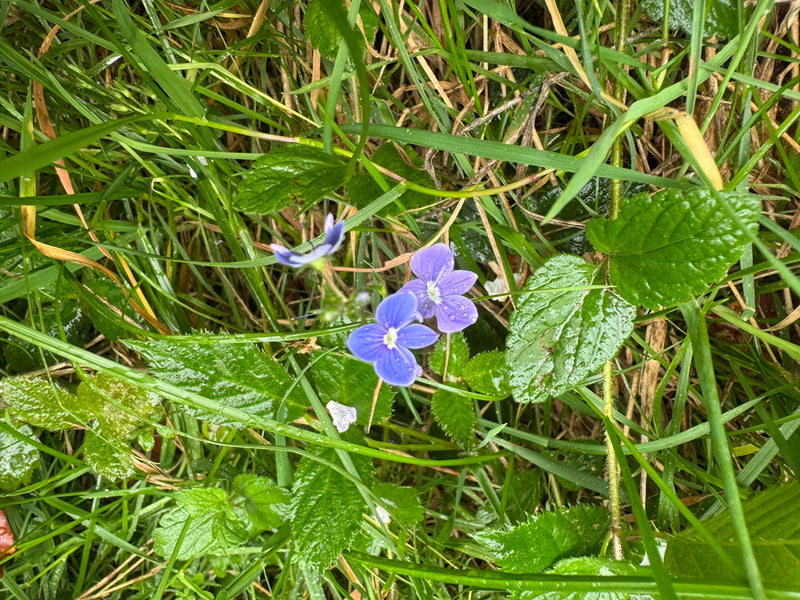 Deux fleurs bleu vif de véronique petit-chêne au centre blanc poussent au milieu d'herbes et de feuillages humides.