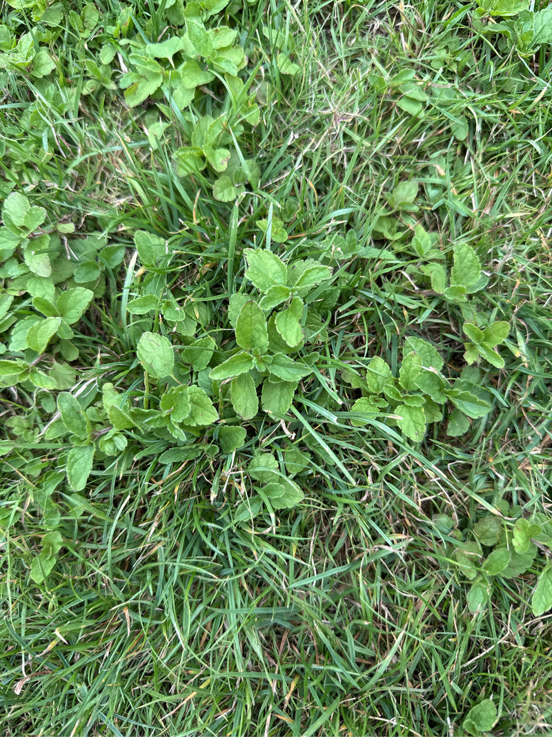 On peut voir les feuilles vertes de la véronique petit-chêne pousser entre les brins d'herbe sur le sol. Les feuilles typiquement dentelées sont bien reconna...