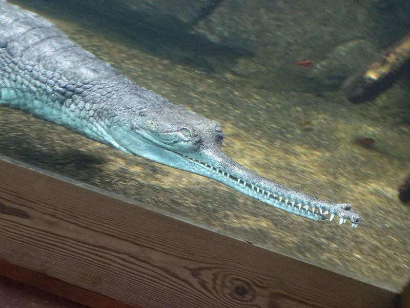 Gange Gavial — Bild 1