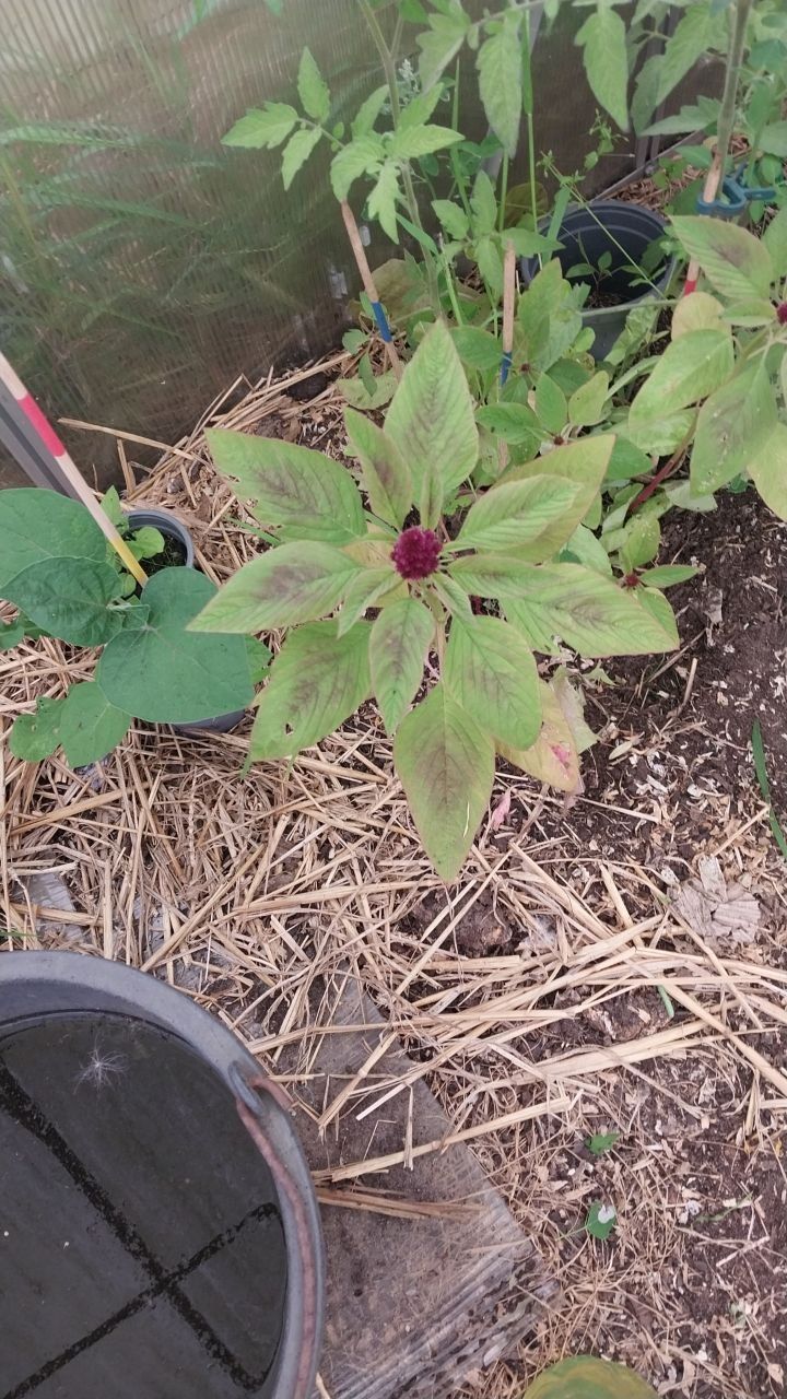 Amarante de jardin — Bild 1