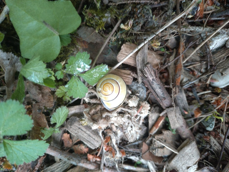 Escargot de ruban de jardin — Bild 1