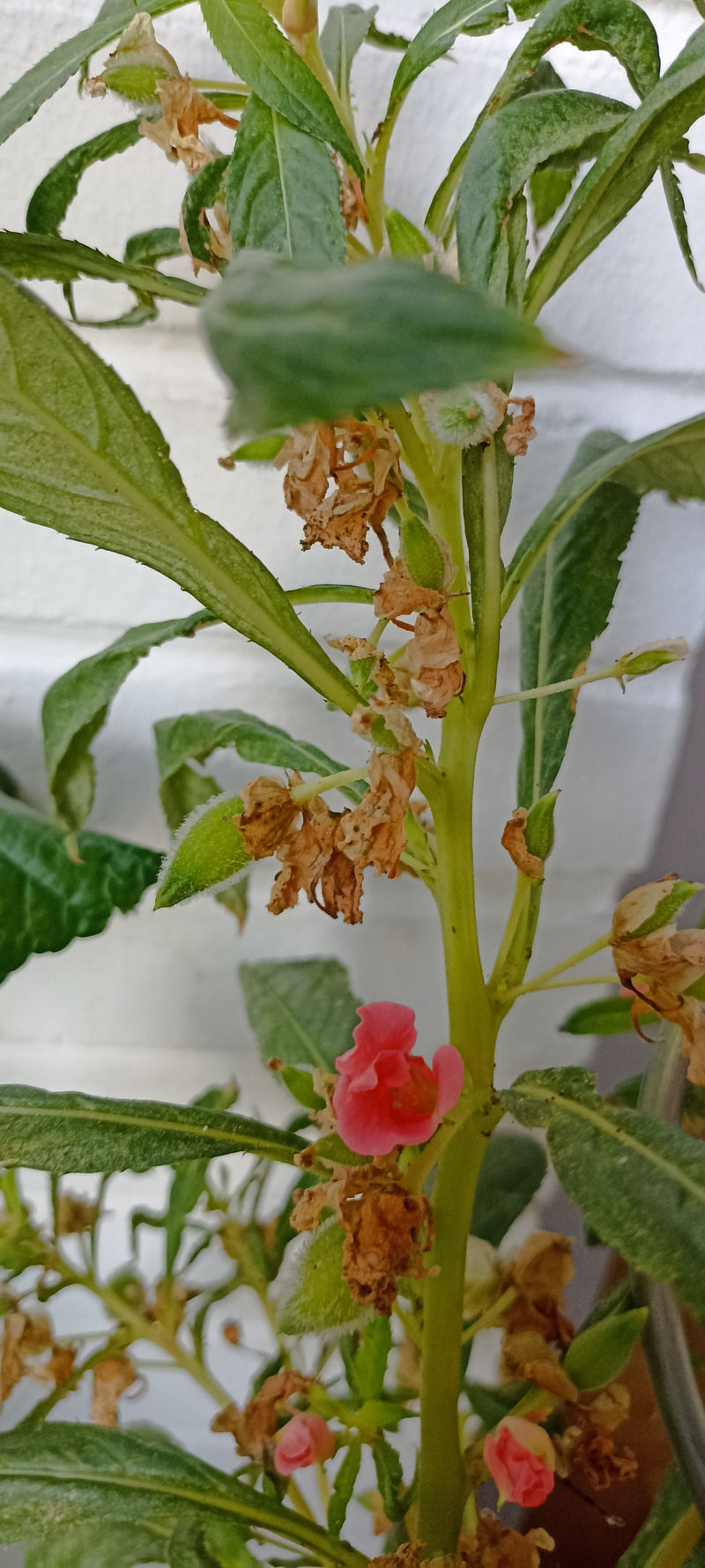 Garten-Balsamine — photo 2 sur 2