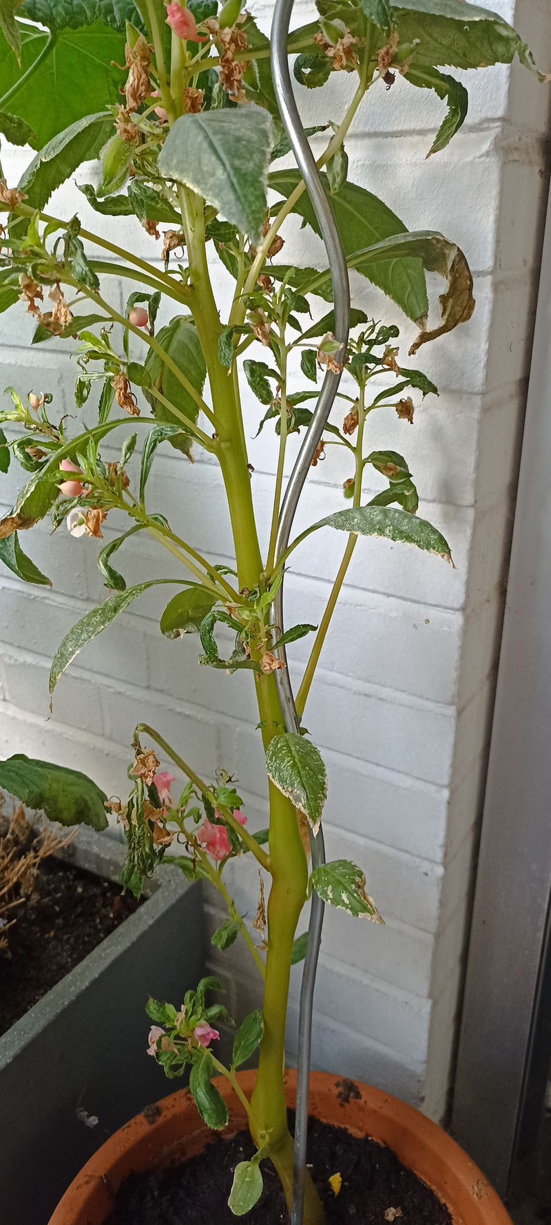 Une balsamine des jardins pousse le long d'un tuteur métallique dans un pot devant un mur de briques blanches.