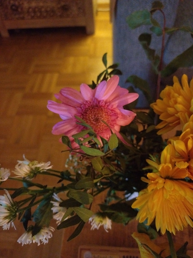 Chrysanthème de jardin — Bild 1