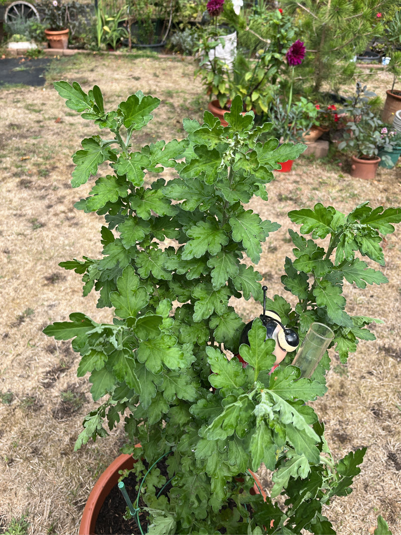 On peut voir un chrysanthème de jardin vert au feuillage luxuriant, placé dans un pot de fleurs. La vue montre la plante par-dessus dans un jardin.