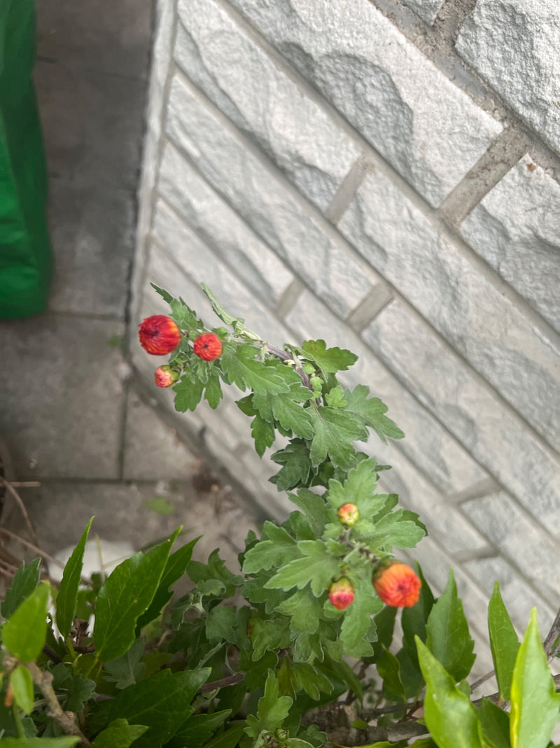 Une tige de chrysanthème avec des boutons floraux rougeâtres et des feuilles découpées pousse devant un mur gris.