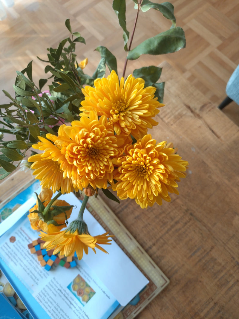 Chrysanthème de jardin — Bild 2