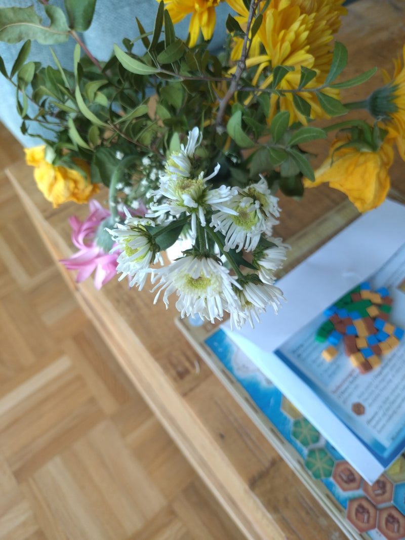 Chrysanthème de jardin — Bild 1