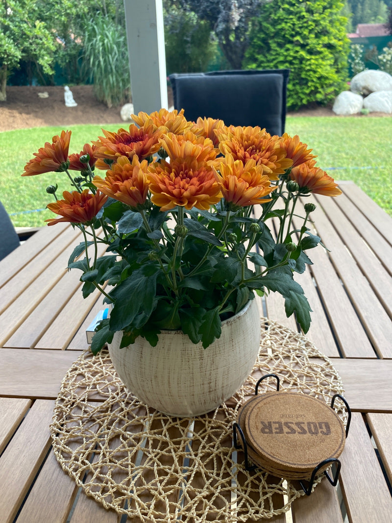 On peut voir un chrysanthème des jardins avec de nombreuses fleurs orange dans un pot de fleurs clair. La plante en pot est posée sur une table en bois à l'e...