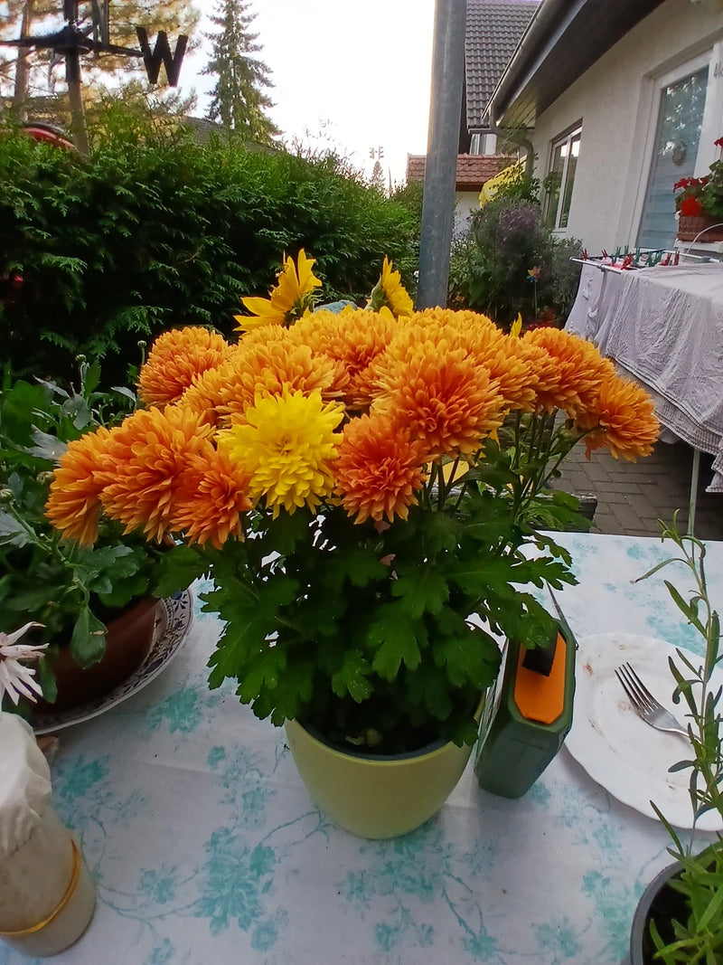 Un chrysanthème des fleuristes en fleur avec des capitules denses orange et jaunes est posé dans un pot sur une table de jardin.