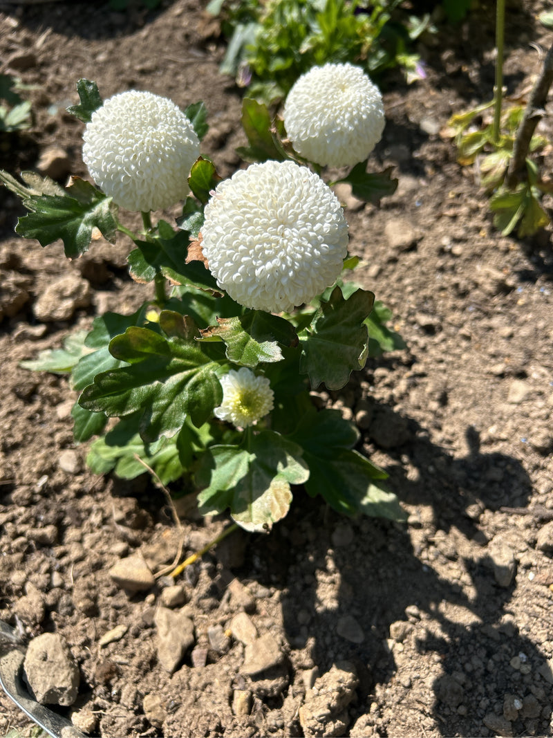 On aperçoit un jeune chrysanthème des jardins doté de plusieurs fleurs blanches sphériques et de feuilles vertes. La plante pousse dans un parterre sur de la...