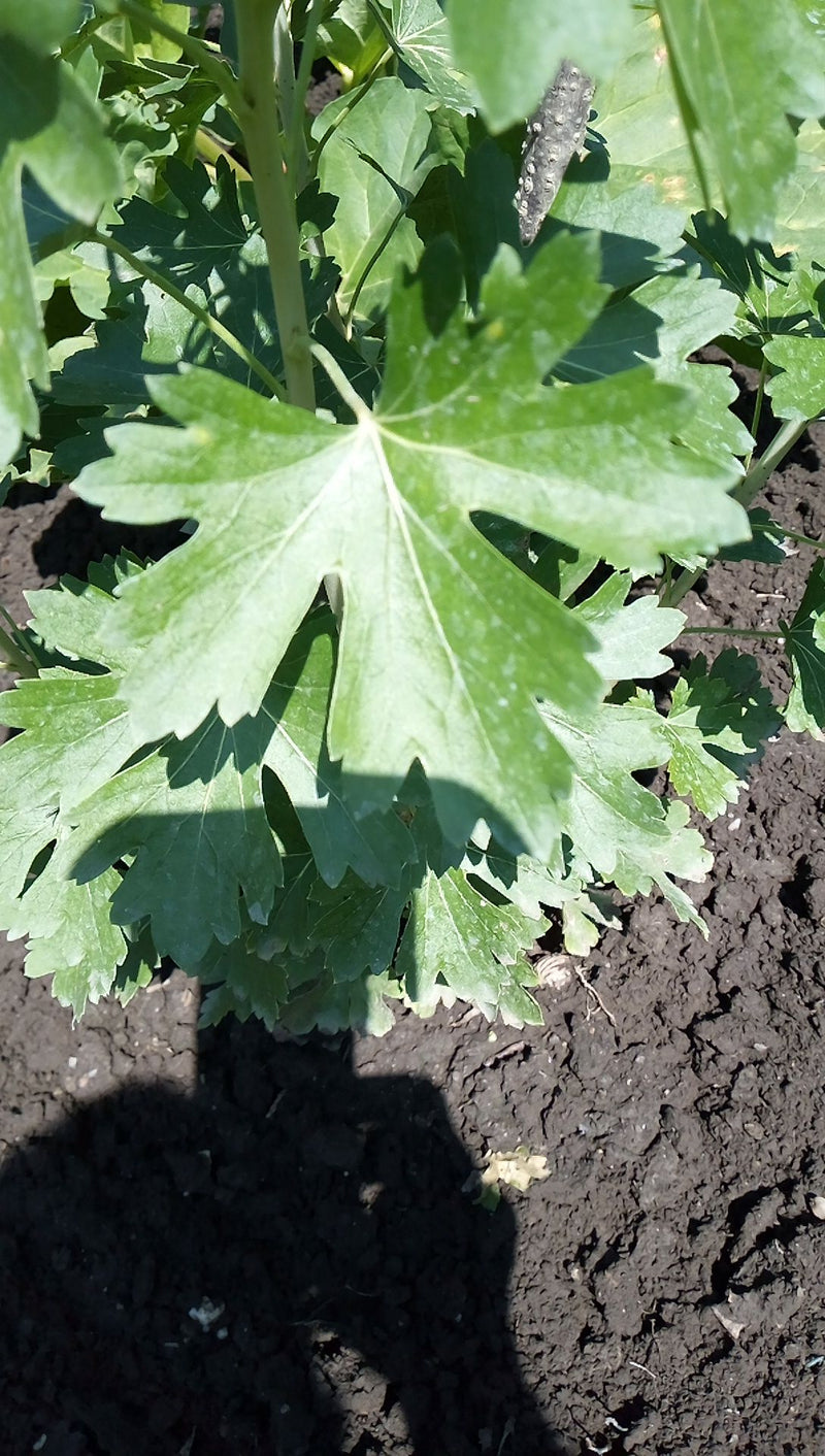 L'image montre les feuilles vertes et lobées ainsi que la tige dressée d'un chrysanthème des jardins poussant sur un sol sombre et meuble.