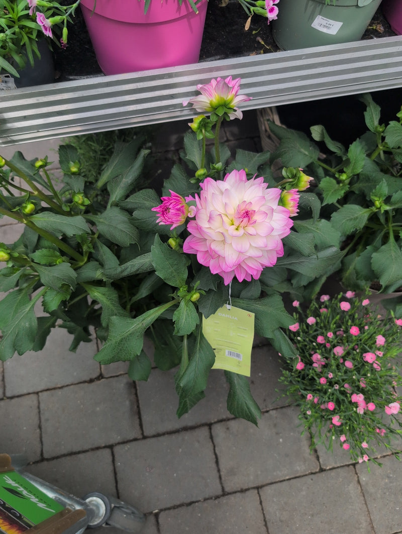 Dahlia de jardin — Bild 2
