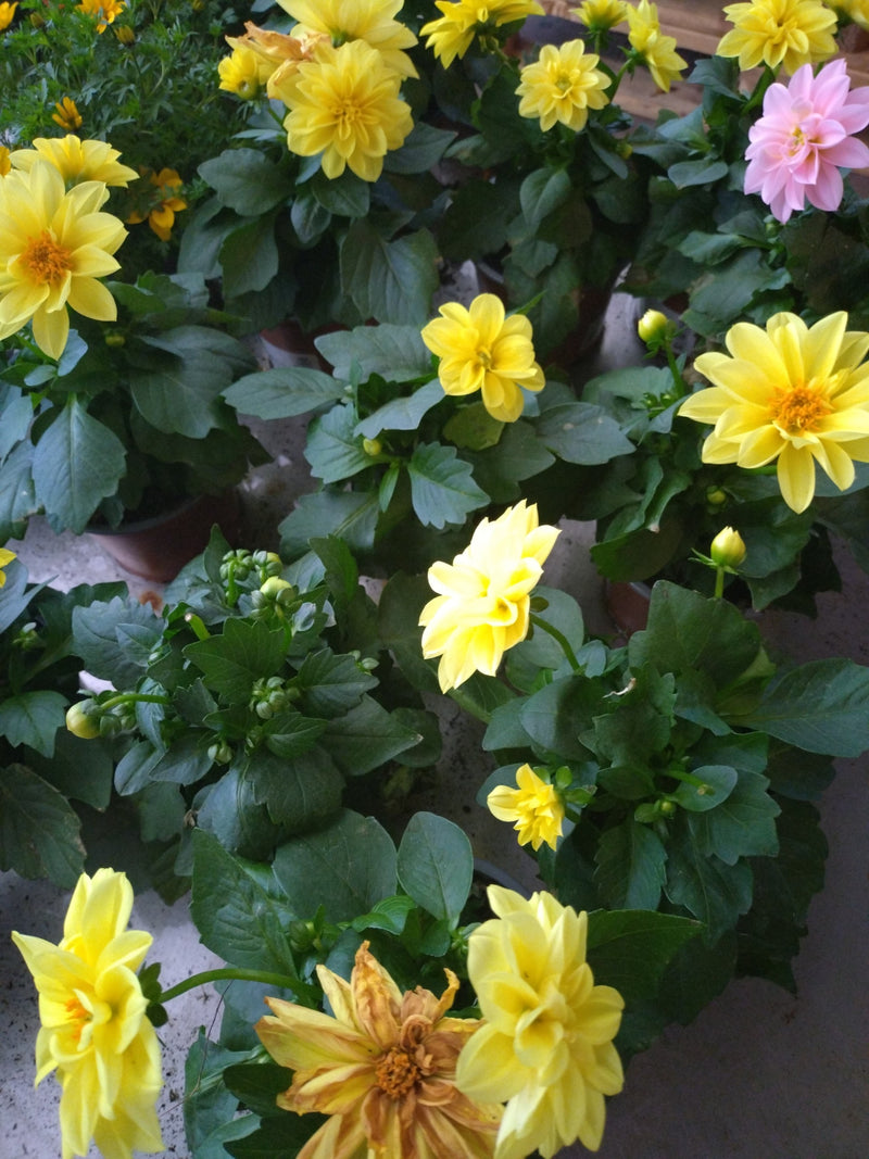 Dahlia de jardin — Bild 1