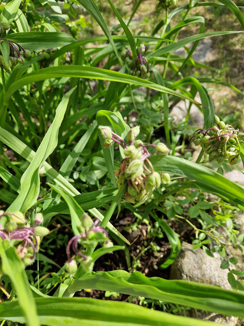 Araignée de jardin — Bild 1