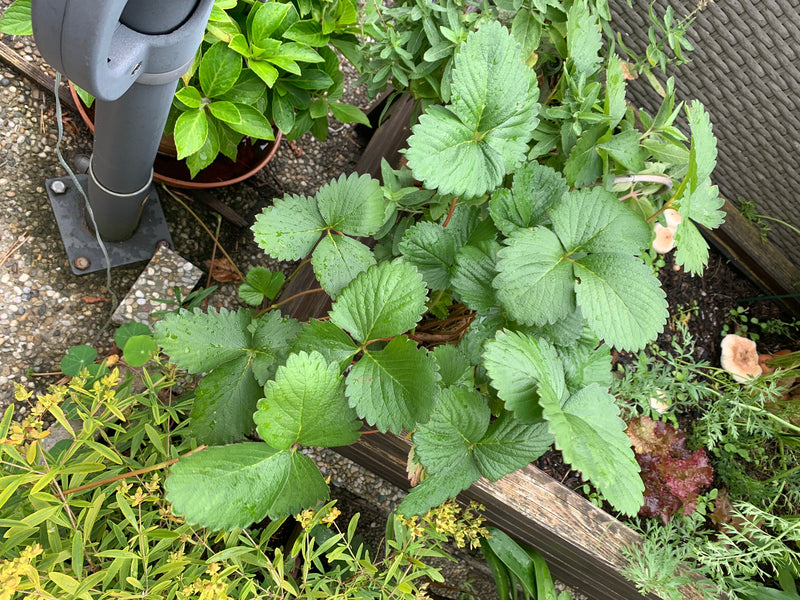 On peut voir un fraisier cultivé avec ses feuilles typiques à trois folioles et dentelées. La plante pousse dans un bac en bois sur un balcon.