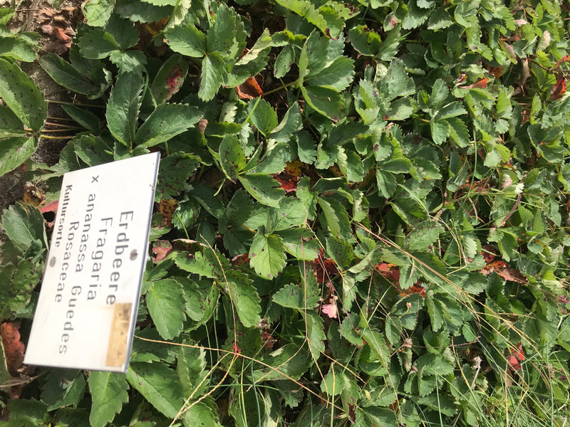 L'image montre un groupe dense de feuilles vertes d'un fraisier de jardin. Dans la zone de gauche, il y a un panneau d'information étiqueté.